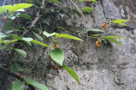 胡椒藤|风藤（胡椒科胡椒属植物）